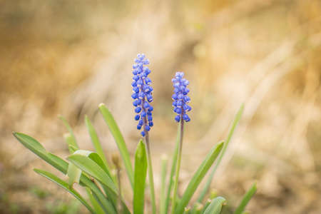 Spring flowers in the forest.