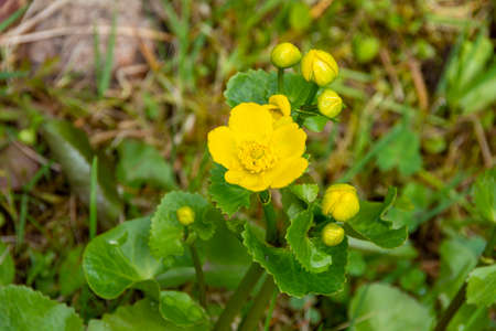 Spring yellow flowers of marigolds.
