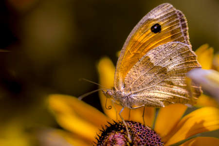 Jurtina stem - an insect from the order of butterflies,