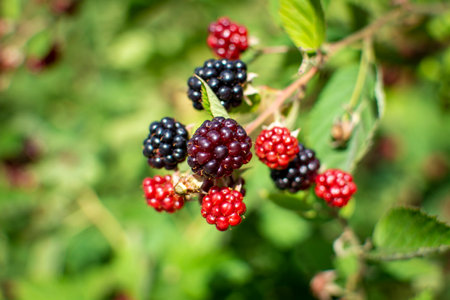 Blackberry - a fruit shrub that grows wild and is cultivated in gardens.の写真素材