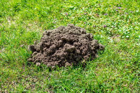 A mound of earth made by a European mole.の写真素材