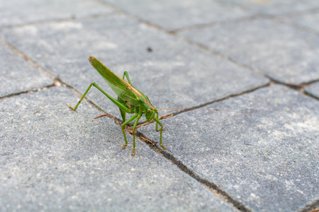 Green cricket in macrophotography, Polandの写真素材