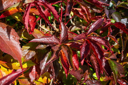 Natural background with colorful leaves of virginia creeper.