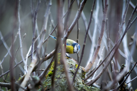 Blue tit sitting on leafless twigs.の写真素材