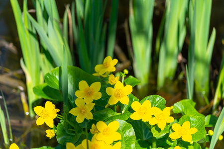 Marsh Marigold (Caltha palustris) with yellow flowers.