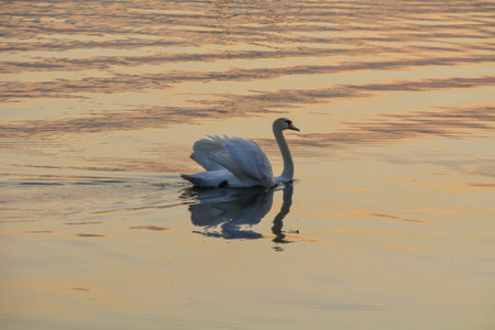 White swan on the lake at sunset. The mute swan, Cygnus olorの写真素材