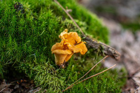Chanterelle mushrooms growing on a moss in the forestの写真素材