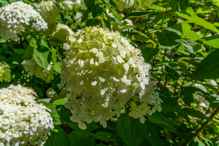White hydrangea flowers in a garden on a sunny summer day