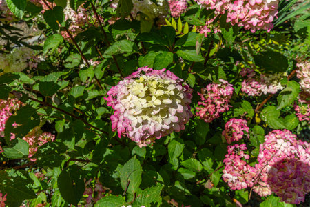 Hydrangea macrophylla, pink and white flowers in the gardenの写真素材