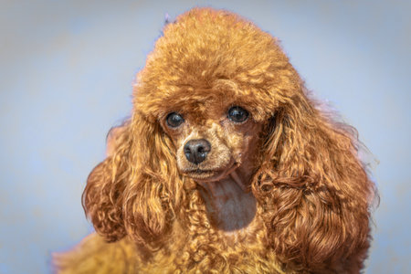 Portrait of a cute dog. Toy poodle, studio shot.の写真素材
