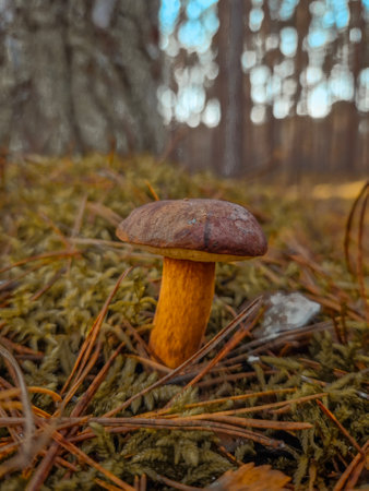 Mushroom Boletus Edulis growing in the forestの写真素材