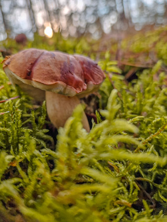 Boletus edulis mushroom growing in the forest. Close up.の写真素材