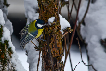 Great tit (Parus major) sitting on a tree in winterの写真素材