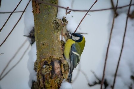 Great tit (Parus major) sitting on a tree in winter