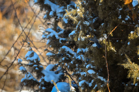 blue tit on a branch of a tree in the forest in winterの写真素材