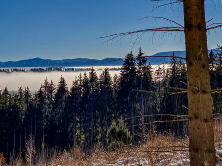 Foggy morning in the mountains, Carpathians, Ukraineの写真素材
