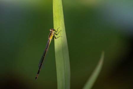 Dragonfly on a green leaf in the wild, closeup of photo