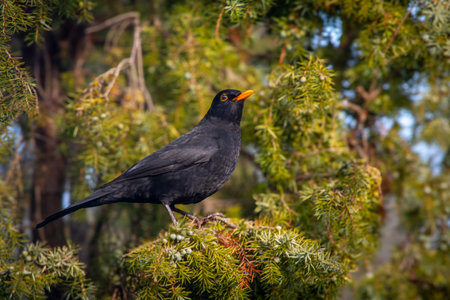 Blackbird sitting on a branch of a juniper in the forestの写真素材