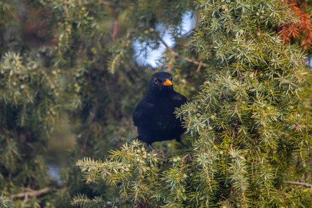 Blackbird on a branch of a tree in the forest. Russia