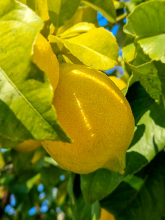 Lemon on a lemon tree in the garden on a sunny day