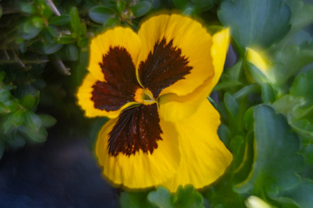 Beautiful yellow pansy flower in the garden. Close up.の写真素材
