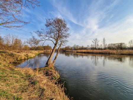 The Warta River and its tributes, early spring, Poland.の写真素材
