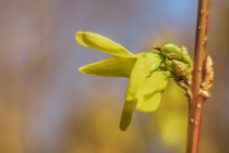 Forsythia blooming in the spring on a sunny dayの写真素材