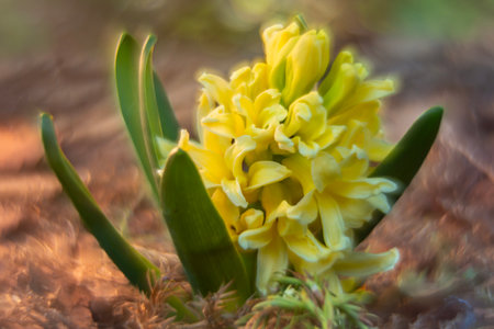 Yellow hyacinth flower blooming in the garden in spring.