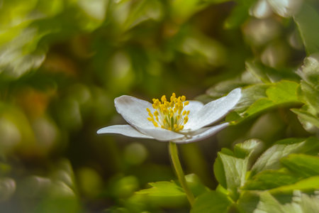 Anemone nemorosa flower blooming on a spring dayの写真素材