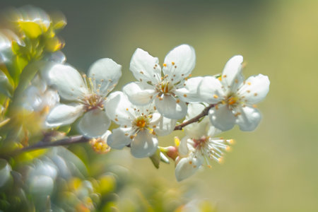 cherry blossom in spring time, soft focus, shallow DOFの写真素材