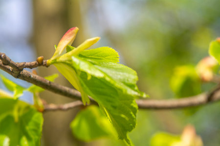 Young leaves on a branch of a birch tree in spring.の写真素材