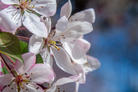 Flowering branch of an apple tree in spring on a sunny day