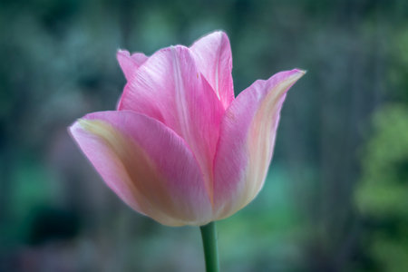pink tulip in the garden on blurred background. soft focusの写真素材