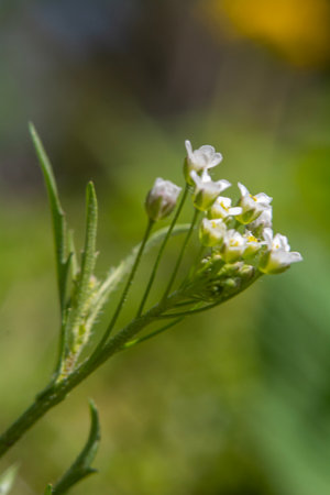 Small white flowers on a green background. Shallow depth of field.