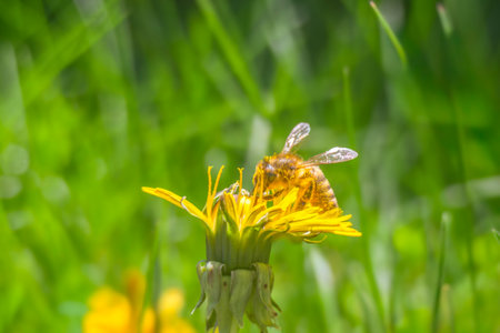 Bee on yellow dandelion flower with green grass in the background