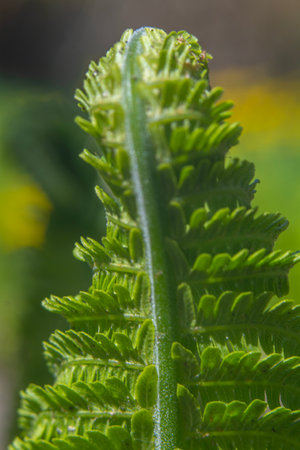 Close up of a green fern leaf in the sun with blurred backgroundの写真素材