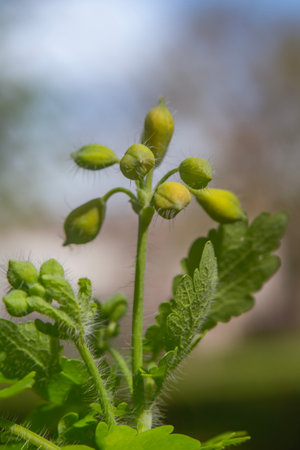 Celandine (Celandine officinalis) flower budsの写真素材