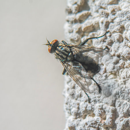 Close up of a fly on a white wall. Shallow depth of field.
