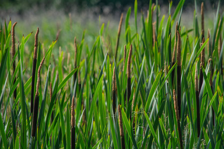 Cattails growing on the edge of a lake in the summerの写真素材
