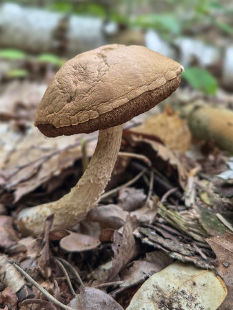 Edible mushroom Boletus edulis growing in the forestの写真素材