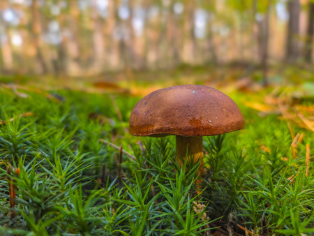Autumn mushrooms in a forest.