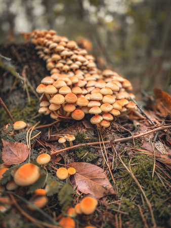 Autumn mushrooms.の写真素材