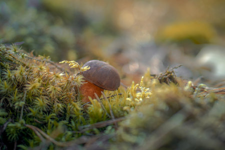 Boletus edulis mushroom on moss in autumn forest.の写真素材