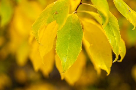 yellow leaves on the tree in autumn, note shallow depth of field