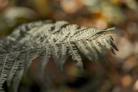 Fern leaf in the forest, close-up, selective focus