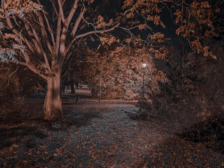 Night city park in autumn with trees and fallen leaves. Toned.の写真素材