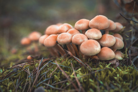 Mushrooms growing in the autumn forest. Selective focus.の写真素材