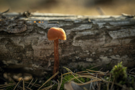 Mushroom growing on a log in the forest in autumn.の写真素材