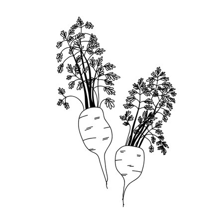 Illustrated sketch of two carrots with leafy greens in line art style on a white backgroundのイラスト素材