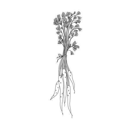 A bunch of carrots with tops tied with a rope in the style of line artのイラスト素材